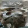 Ikan Cilik Mentul (Citoel)