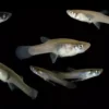 Ikan Cilik Mentul (Citoel) - Gambar 2