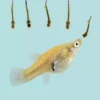 Ikan Cilik Mentul (Citoel) - Gambar 3